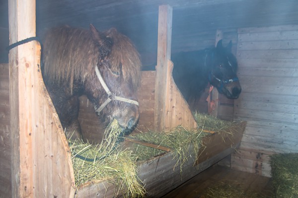 Forböndernas hästar vilar ut i Lockne kyrkstallar.