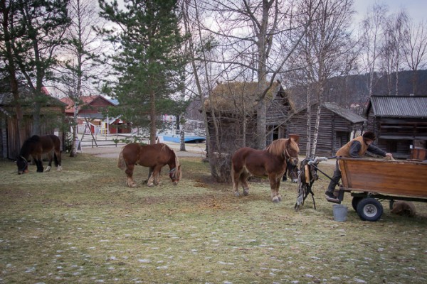 Forbönderna är framme med sina hästar och varor på Jamtlis julmarknad.